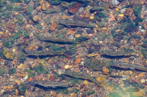 A small fish called a oikawa swimming in a clear river, JPG A small fish called a oikawa swimming in a clear river, JPG