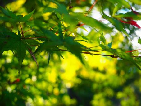 もみじ　秋のイメージの写真