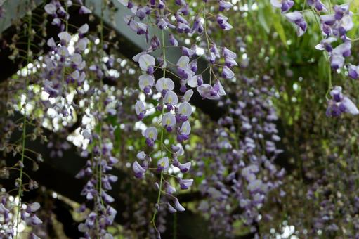 フジの花 フジの花の写真