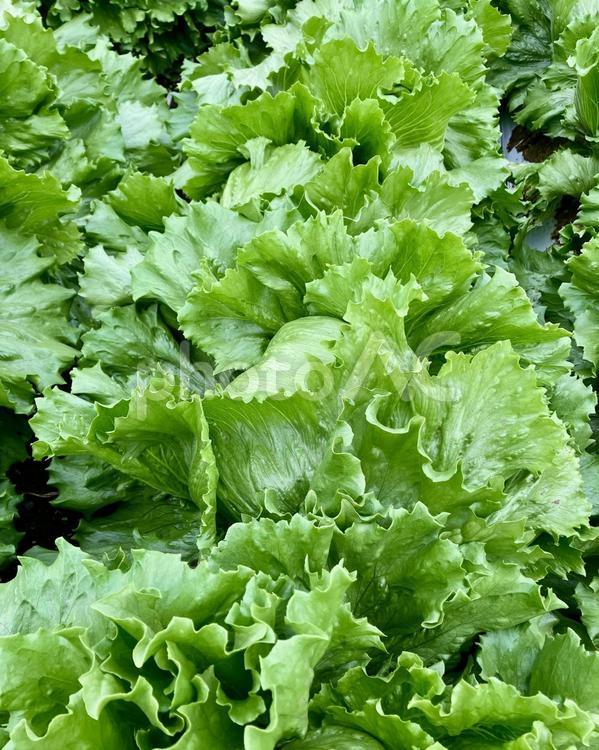 レタスの季節 レタス,野菜,葉野菜の写真素材