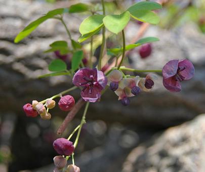 アケビ アケビ アケビ,木通,通草の写真素材