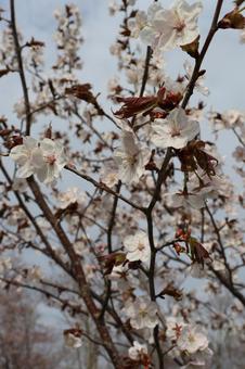 Sakura, JPG Sakura, JPG