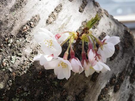 桜6の写真