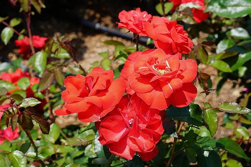 荒牧バラ園638 ラ・セビリアーナ 荒牧バラ園638 ラ・セビリアーナの写真