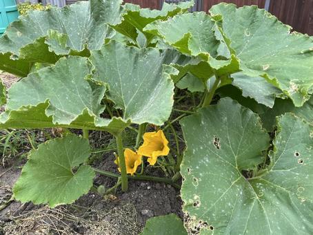 カボチャの畑 カボチャの畑 カボチャ,野菜,栽培の写真素材