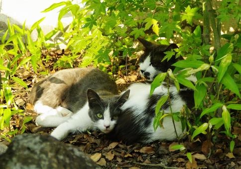 親子猫 猫の生活 親子猫 猫の生活の写真
