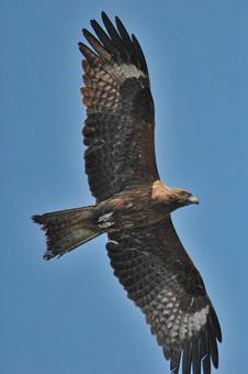 Black Kite, JPG