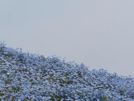 ネモフィラ ネモフィラ ネモフィラ,風景,景色の写真素材