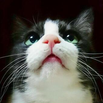 猫 ハチワレ 猫 ハチワレの写真