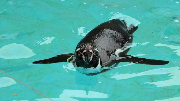 夏の動物園 泳ぐペンギン 夏の動物園 泳ぐペンギン ペンギン,フンボルトペンギン,鳥類の写真素材