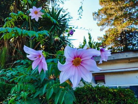 皇帝ダリア 皇帝ダリア,ダリア,満開の写真素材