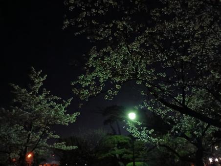 Cherry Blossoms at Night 20, JPG Cherry Blossoms at Night 20, JPG