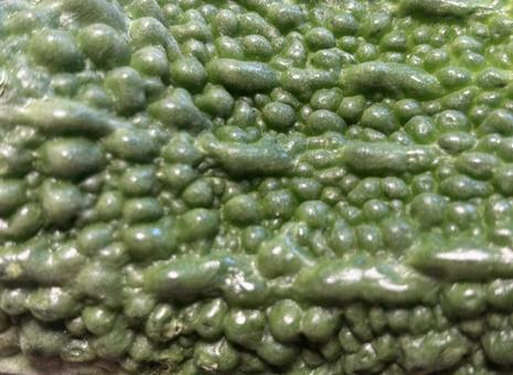 ゴーヤ ゴーヤの写真