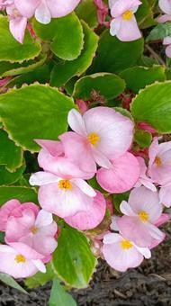 四季咲きベゴニアの花 四季咲きベゴニアの花の写真