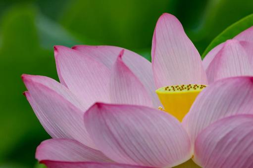 Lotus, JPG Lotus, JPG