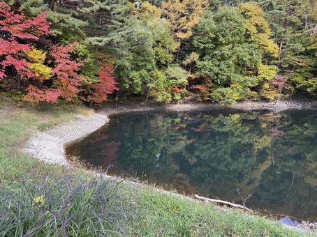 晩秋の大沢の堤の紅葉 大沢の堤,信州,松本市の写真素材