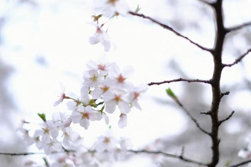 サクラサク 桜,春の訪れ,ピンク色の写真素材