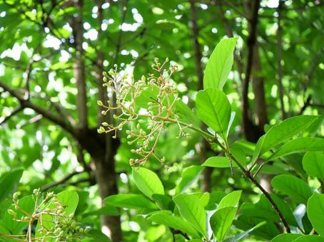 Photo, green, vegetation, park, 