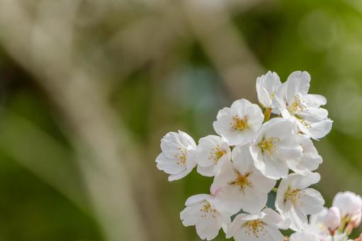 春の陽射しに輝くソメイヨシノ 春の陽射しに輝くソメイヨシノ 桜,ソメイヨシノ,花の写真素材