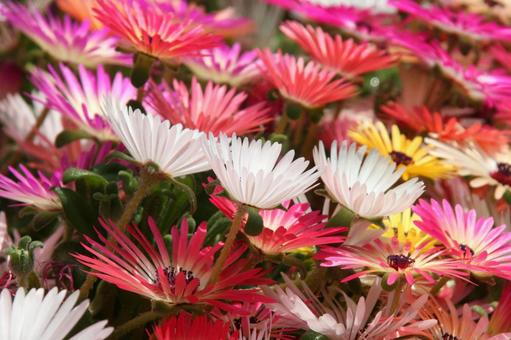 Photo, livingston daisy, blooming landscape, a flower, 