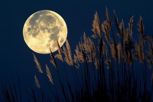 満月とススキの夜 満月とススキの夜の写真