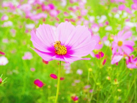 コスモスと蜂 コスモスと蜂の写真