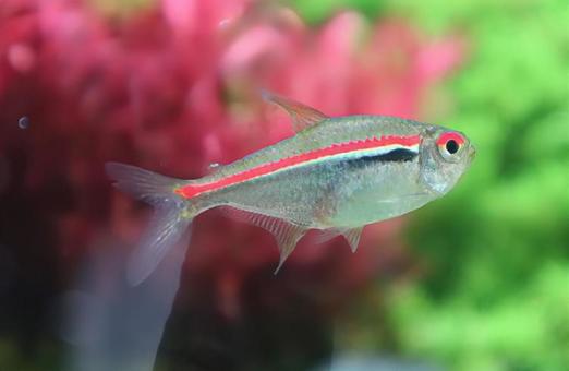 カラシン テトラ,生き物,風景の写真素材