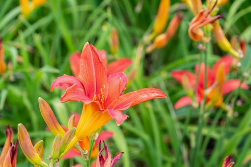 鮮やかに咲くヘメロカリスの花 鮮やかに咲くヘメロカリスの花の写真