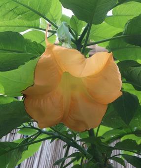 曼陀羅華 エンジェルトランペット,花,自然の写真素材