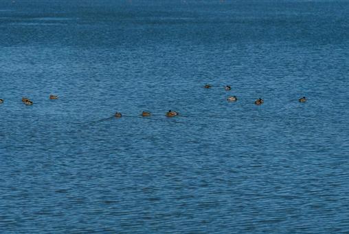 池を優雅に泳ぐ鴨たち マガモ,カルガモ,オナガガモの写真素材