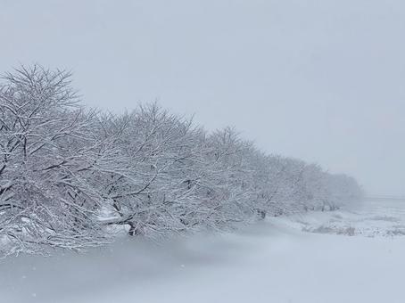 厳冬の桜並木 厳冬の桜並木の写真