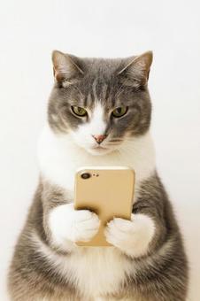 スマホを操作する灰白猫 スマホを操作する灰白猫の写真