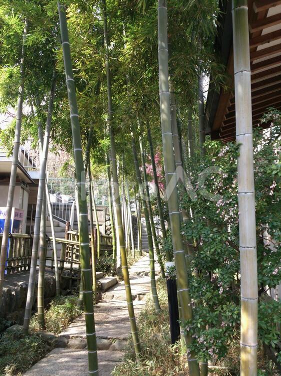 埼玉県川口市密蔵院 埼玉県,川口市,春の写真素材