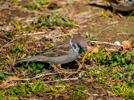 地面を歩くスズメ 地面を歩くスズメ スズメ,雀,鳥の写真素材