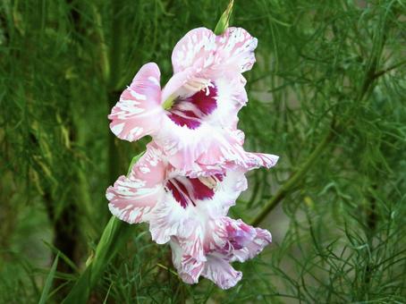 Photo, plant, flower, river side, 