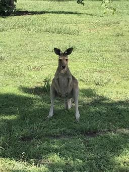 野生のカンガルー 野生のカンガルーの写真