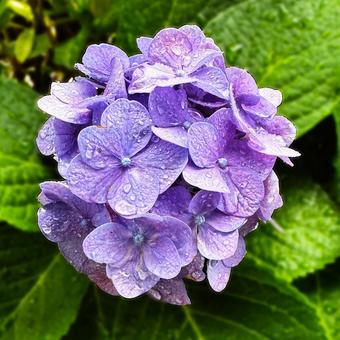 あじさい_2025_26の写真