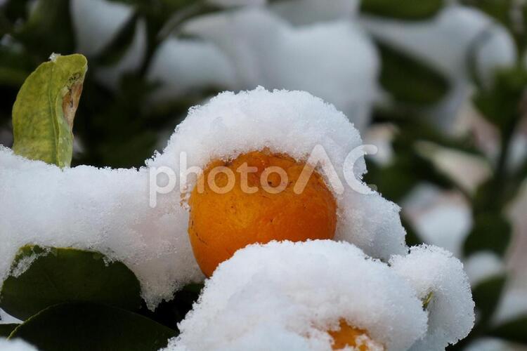 雪の中のきんかん２ きんかん,キンカン,金柑の写真素材