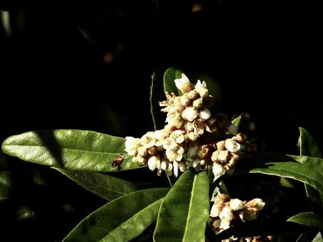 実のなる木 実のなる木 植物,木,実の写真素材