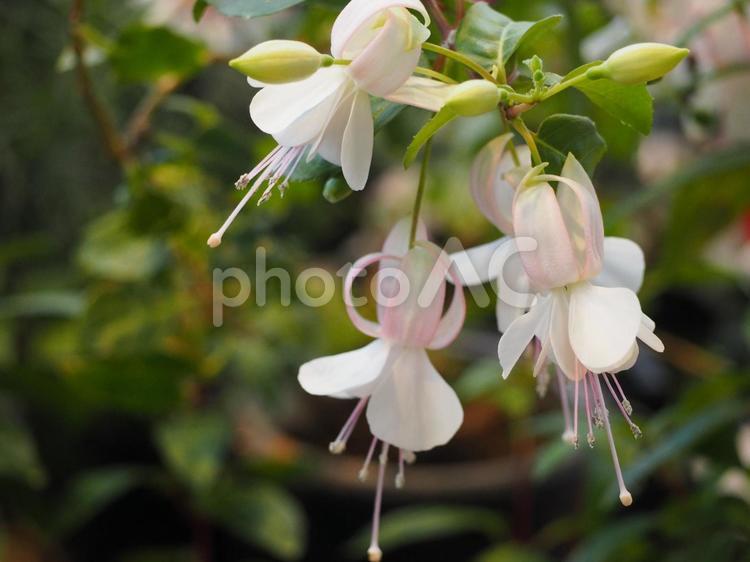 薄ピンクの花　フクシア⑤ フクシア,アカバナ科,花の写真素材