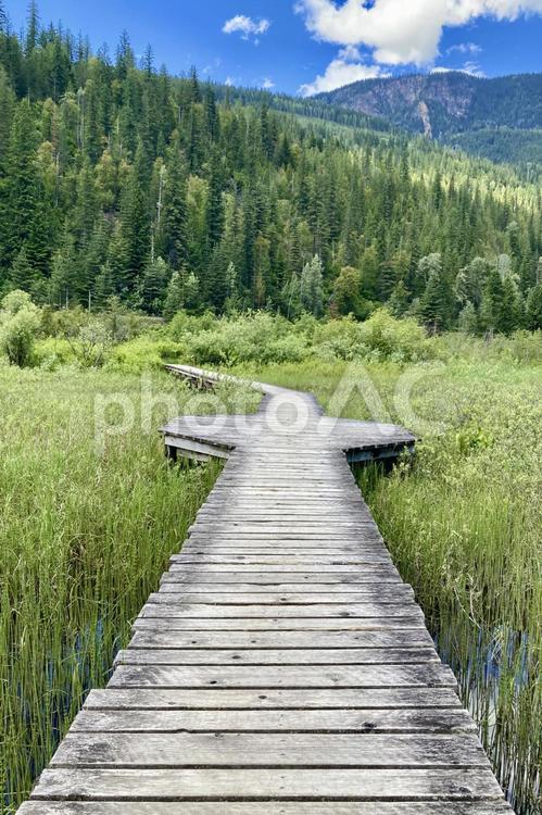 湿地のまっすぐな木道（ボードウォーク） 絶景,風景,木道の写真素材