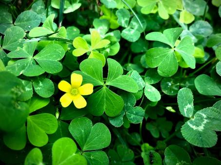 クローバーと花 クローバーと花 緑,森,自然の写真素材