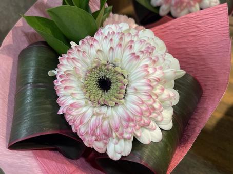 ガーベラ ガーベラ ガーベラ,白い,花の写真素材