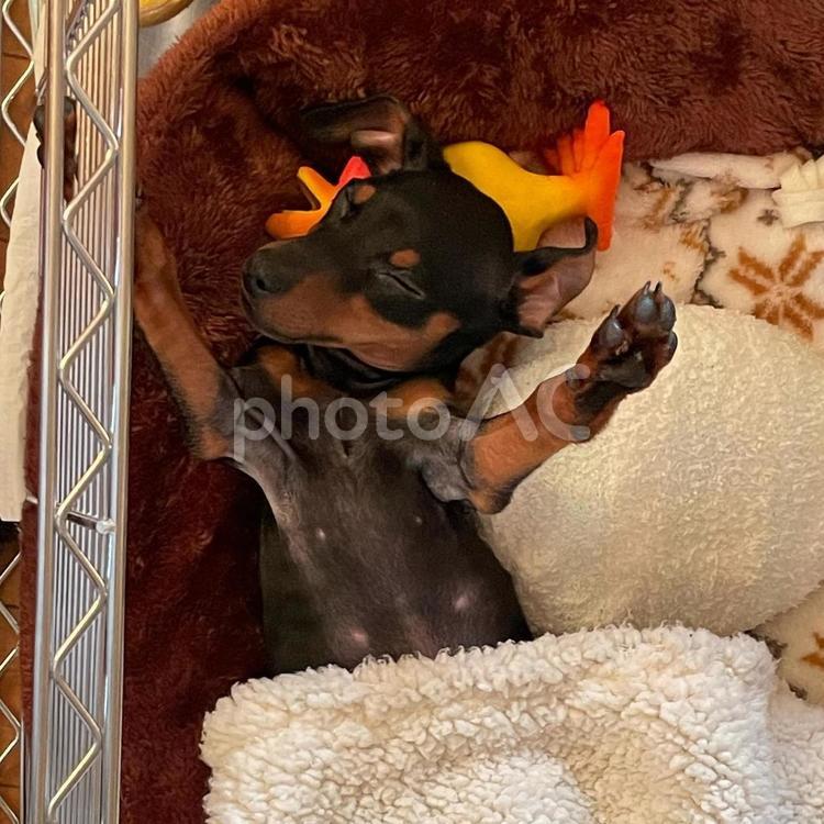 腕が伸びたまま寝る子犬 子犬,犬,ブラックタンの写真素材