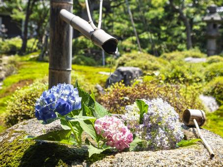 和風の庭園のあじさいの手水 和風の庭園のあじさいの手水 あじさい,花,手水の写真素材