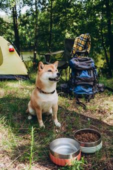 バケツの横で立つ犬 犬,テント,キャンプの写真素材