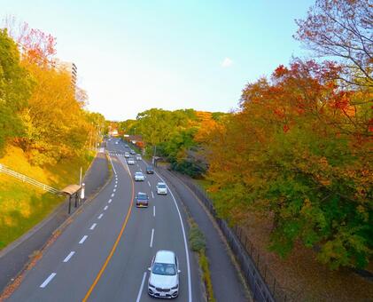 紅葉の道路（俯瞰）③ 道路,紅葉,秋の写真素材