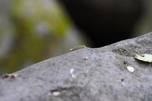 細長い幼虫の写真 細長い幼虫の写真 幼虫,虫,昆虫の写真素材