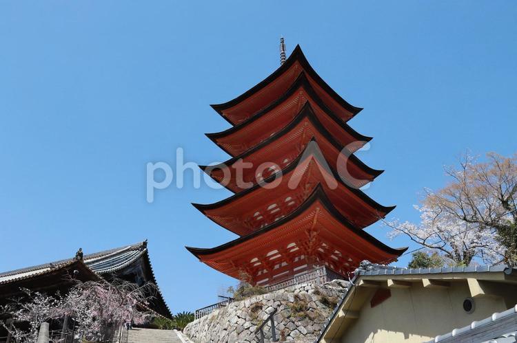 宮島千畳閣 広島県,廿日市市,宮島の写真素材