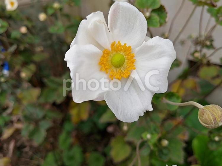 秋明菊(シュウメイギク)の花 秋明菊,シュウメイギク,白の写真素材